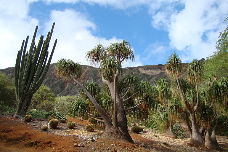 ココクレーター・ボタニカル・ガーデン / Koko Crater Botanical Garden